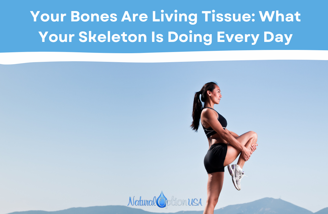 Your Bones Are Living Tissue: What Your Skeleton Is Doing Every Day